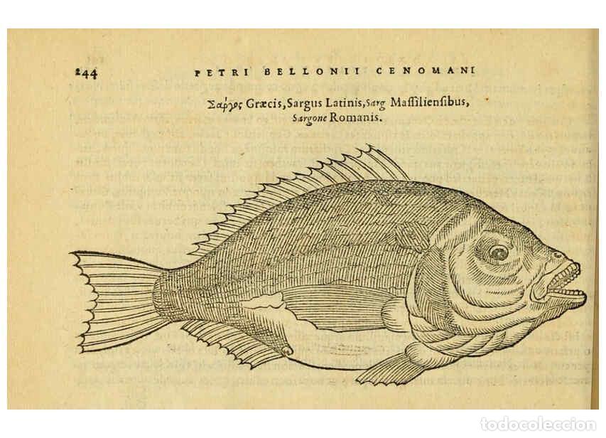 Colecionismo de Revistas e Jornais: Reproducci&oacute;n/Reproduction 6418710755: Petri Bellonii Cenomani De aquatilibus, libri duo cum [epsilon