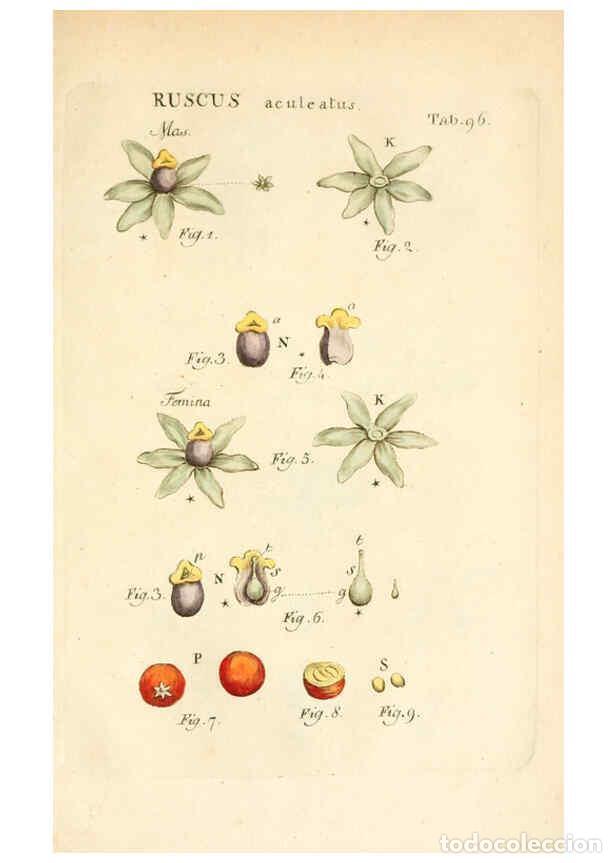 Colecionismo de Revistas e Jornais: Reproducci&oacute;n/Reproduction 6059125547: Illustratio systematis sexualis Linnaeani Francofurti ad Moenu