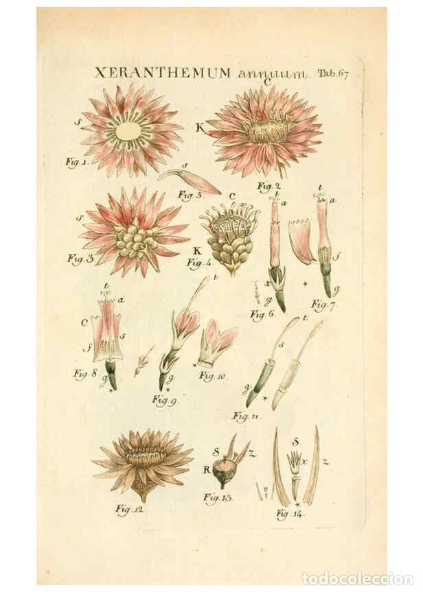 Colecionismo de Revistas e Jornais: Reproducci&oacute;n/Reproduction 6059667124: Illustratio systematis sexualis Linnaeani Francofurti ad Moenu