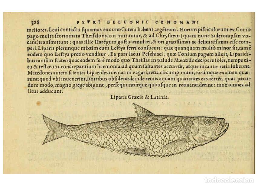 Colecionismo de Revistas e Jornais: Reproducci&oacute;n/Reproduction 6418721325: Petri Bellonii Cenomani De aquatilibus, libri duo cum [epsilon