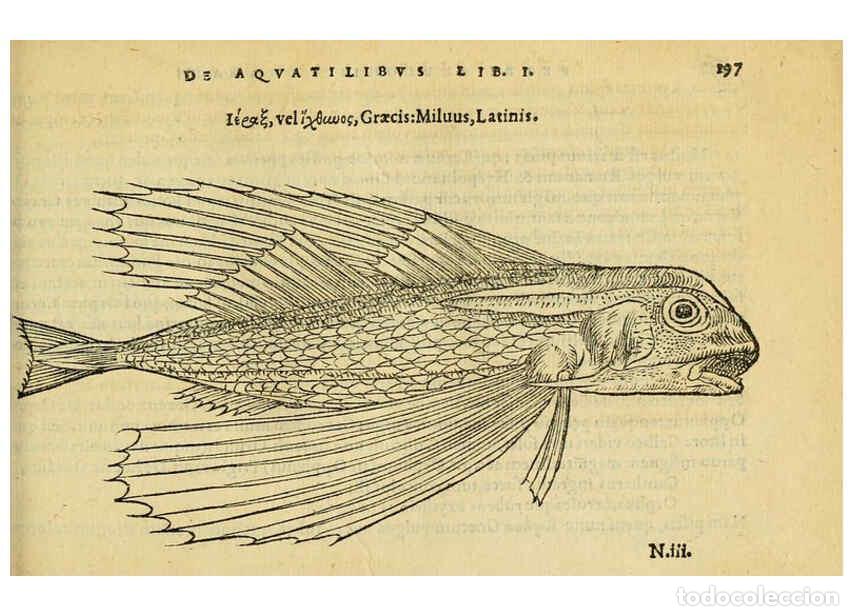 Colecionismo de Revistas e Jornais: Reproducci&oacute;n/Reproduction 6418703417: Petri Bellonii Cenomani De aquatilibus, libri duo cum [epsilon