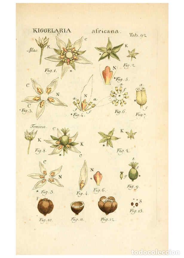 Collezionismo di Riviste e Giornali: Reproducci&oacute;n/Reproduction 6059124723: Illustratio systematis sexualis Linnaeani Francofurti ad Moenu