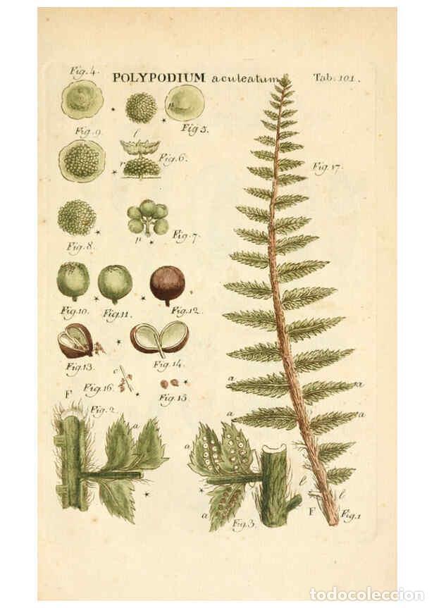 Collezionismo di Riviste e Giornali: Reproducci&oacute;n/Reproduction 6059674096: Illustratio systematis sexualis Linnaeani Francofurti ad Moenu