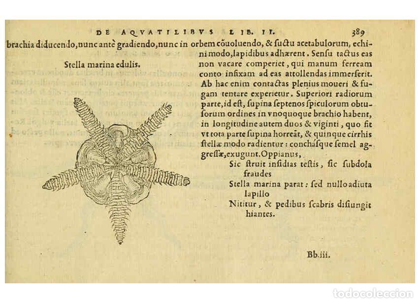 Collezionismo di Riviste e Giornali: Reproducci&oacute;n/Reproduction 6418731643: Petri Bellonii Cenomani De aquatilibus, libri duo cum [epsilon