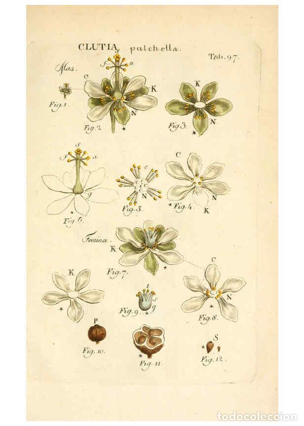 Collezionismo di Riviste e Giornali: Reproducci&oacute;n/Reproduction 6059673050: Illustratio systematis sexualis Linnaeani Francofurti ad Moenu