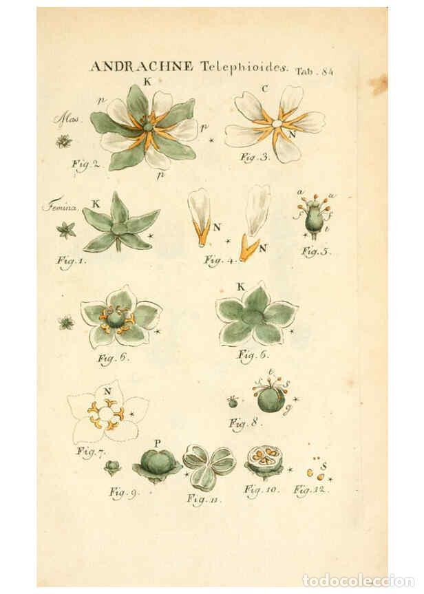 Collezionismo di Riviste e Giornali: Reproducci&oacute;n/Reproduction 6059122873: Illustratio systematis sexualis Linnaeani Francofurti ad Moenu