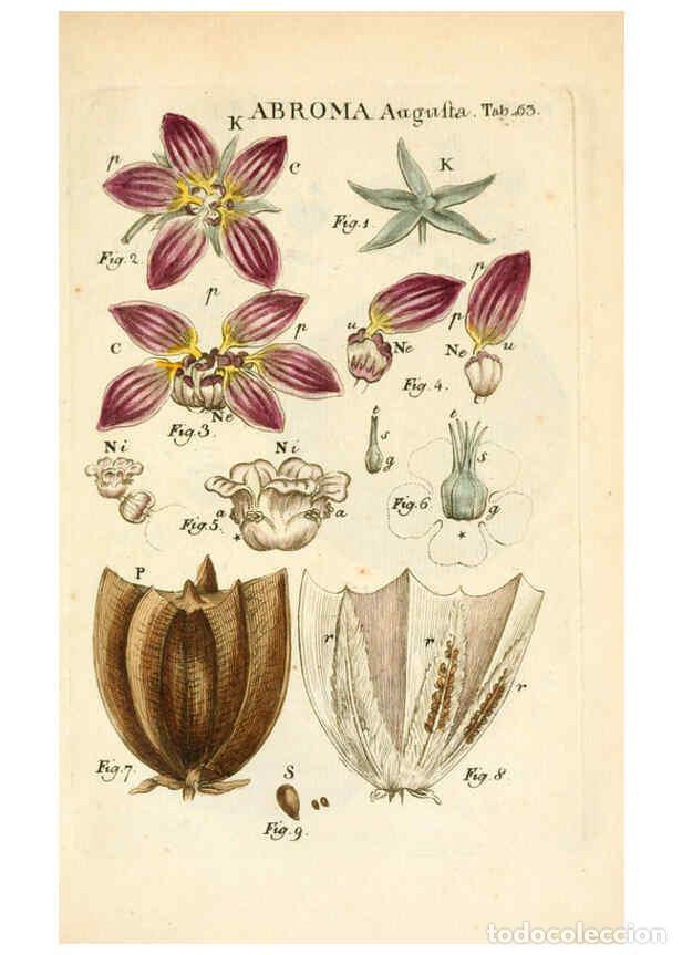 Collezionismo di Riviste e Giornali: Reproducci&oacute;n/Reproduction 6059666016: Illustratio systematis sexualis Linnaeani Francofurti ad Moenu