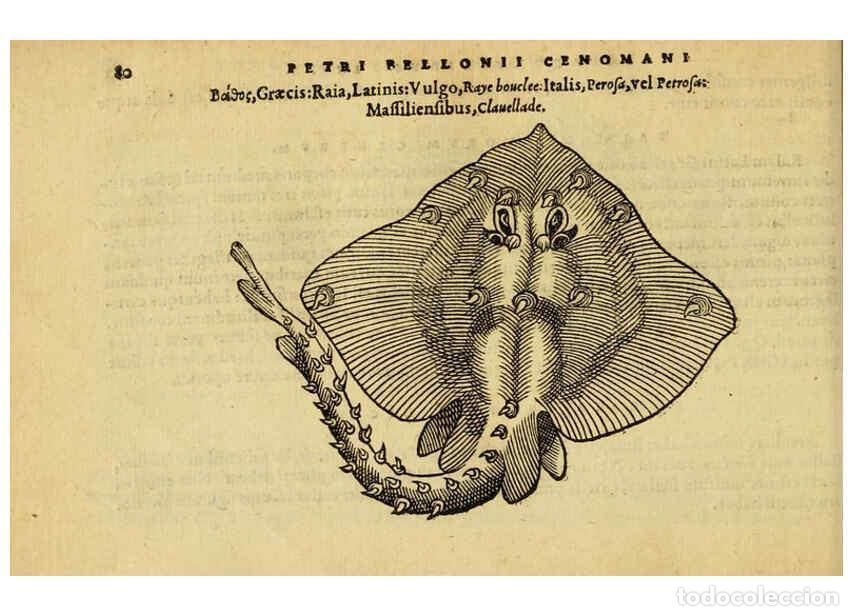 Collezionismo di Riviste e Giornali: Reproducci&oacute;n/Reproduction 6418683833: Petri Bellonii Cenomani De aquatilibus, libri duo cum [epsilon