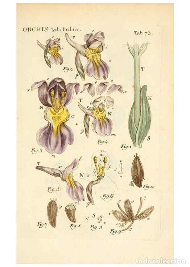 Collezionismo di Riviste e Giornali: Reproducci&oacute;n/Reproduction 6059120411: Illustratio systematis sexualis Linnaeani Francofurti ad Moenu