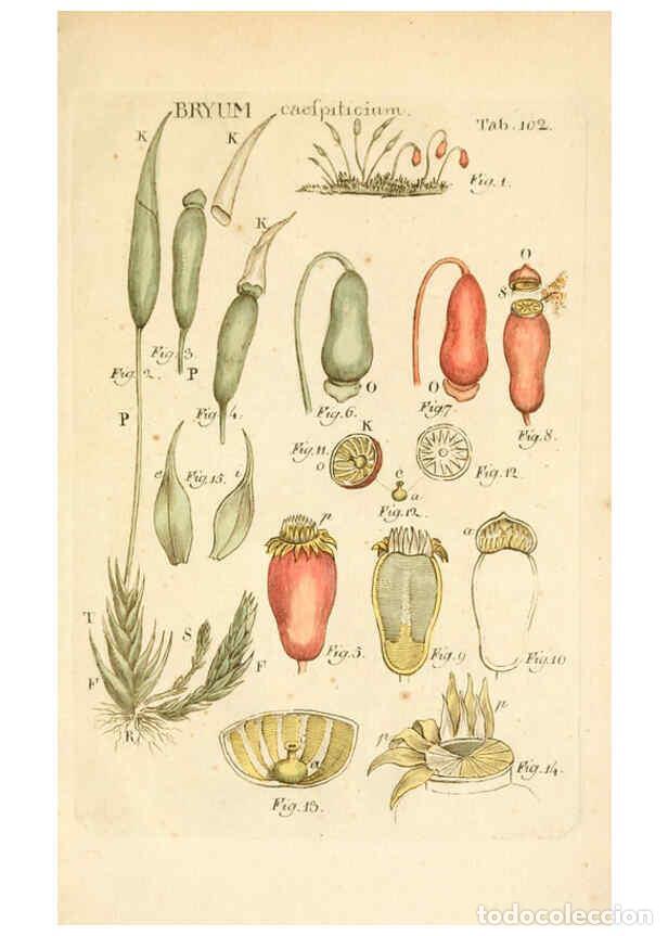 Collezionismo di Riviste e Giornali: Reproducci&oacute;n/Reproduction 6059674292: Illustratio systematis sexualis Linnaeani Francofurti ad Moenu