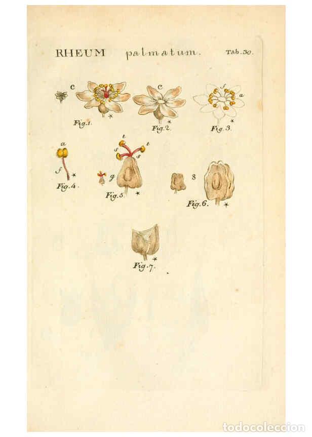 Collezionismo di Riviste e Giornali: Reproducci&oacute;n/Reproduction 6059110965: Illustratio systematis sexualis Linnaeani Francofurti ad Moenu