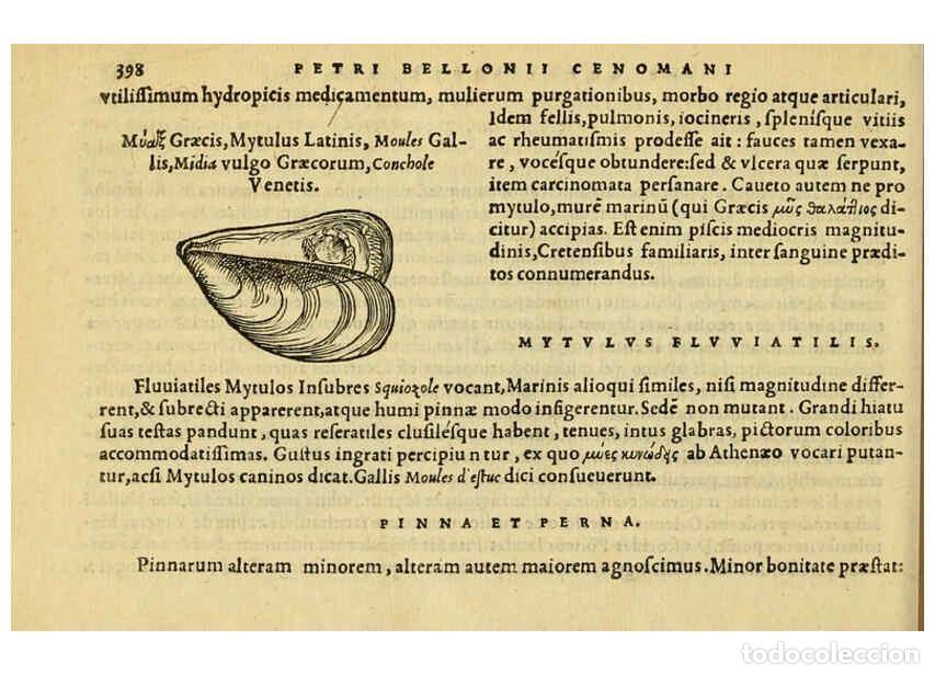 Collezionismo di Riviste e Giornali: Reproducci&oacute;n/Reproduction 6418733465: Petri Bellonii Cenomani De aquatilibus, libri duo cum [epsilon