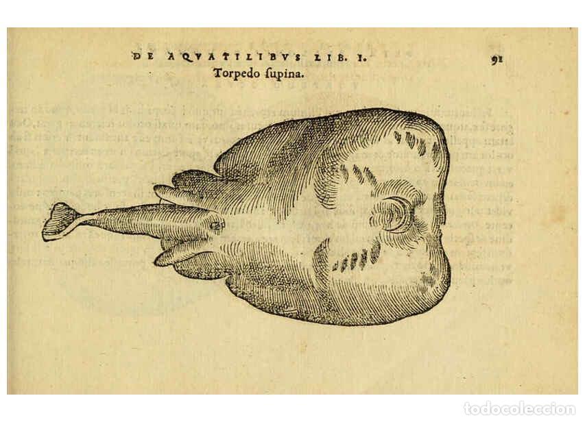 Collezionismo di Riviste e Giornali: Reproducci&oacute;n/Reproduction 6418685945: Petri Bellonii Cenomani De aquatilibus, libri duo cum [epsilon