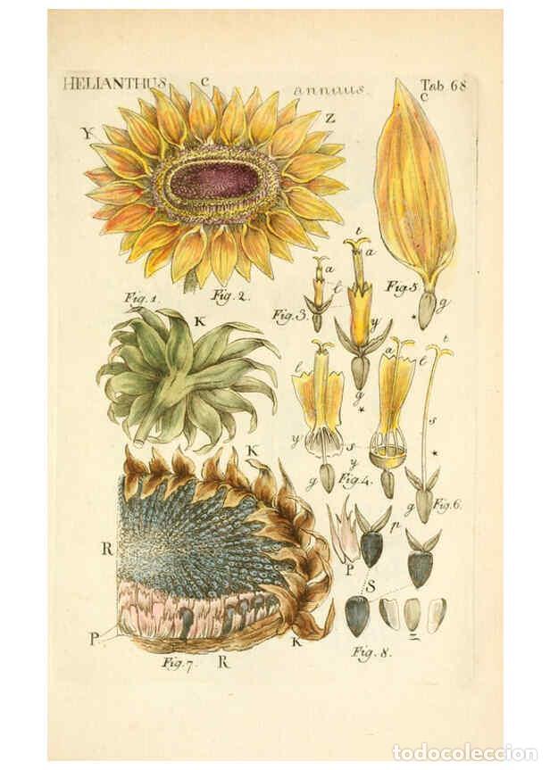 Collezionismo di Riviste e Giornali: Reproducci&oacute;n/Reproduction 6059667280: Illustratio systematis sexualis Linnaeani Francofurti ad Moenu