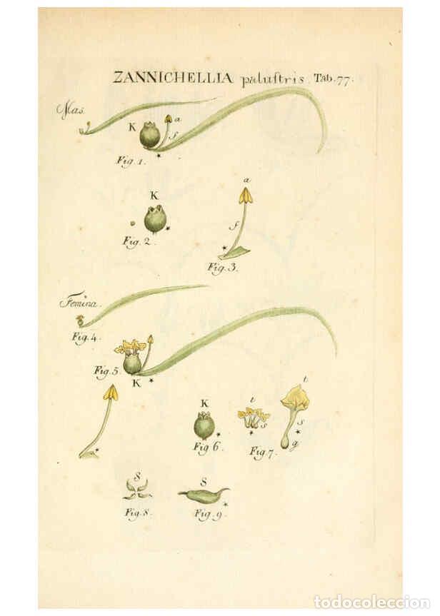 Collezionismo di Riviste e Giornali: Reproducci&oacute;n/Reproduction 6059668972: Illustratio systematis sexualis Linnaeani Francofurti ad Moenu