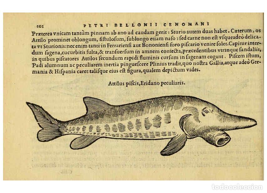Collezionismo di Riviste e Giornali: Reproducci&oacute;n/Reproduction 6418687869: Petri Bellonii Cenomani De aquatilibus, libri duo cum [epsilon