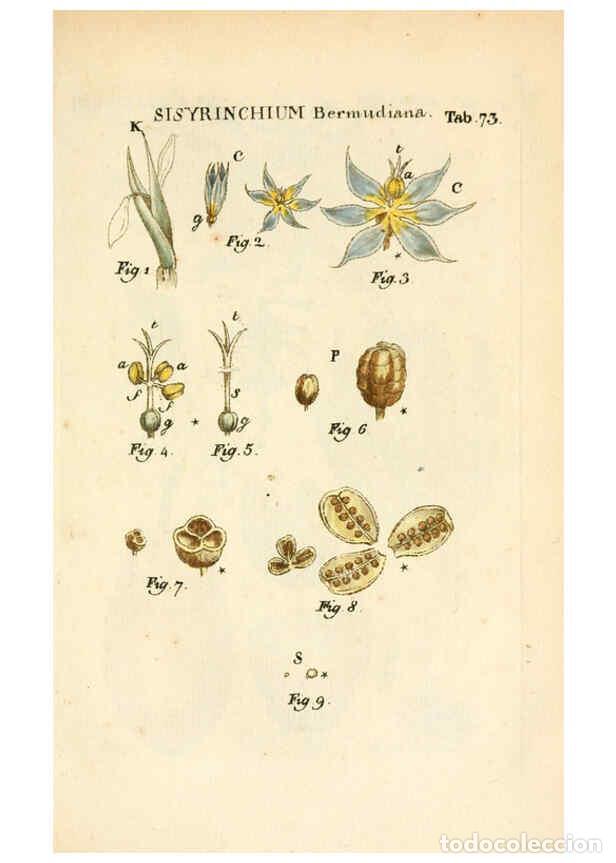 Collezionismo di Riviste e Giornali: Reproducci&oacute;n/Reproduction 6059668176: Illustratio systematis sexualis Linnaeani Francofurti ad Moenu