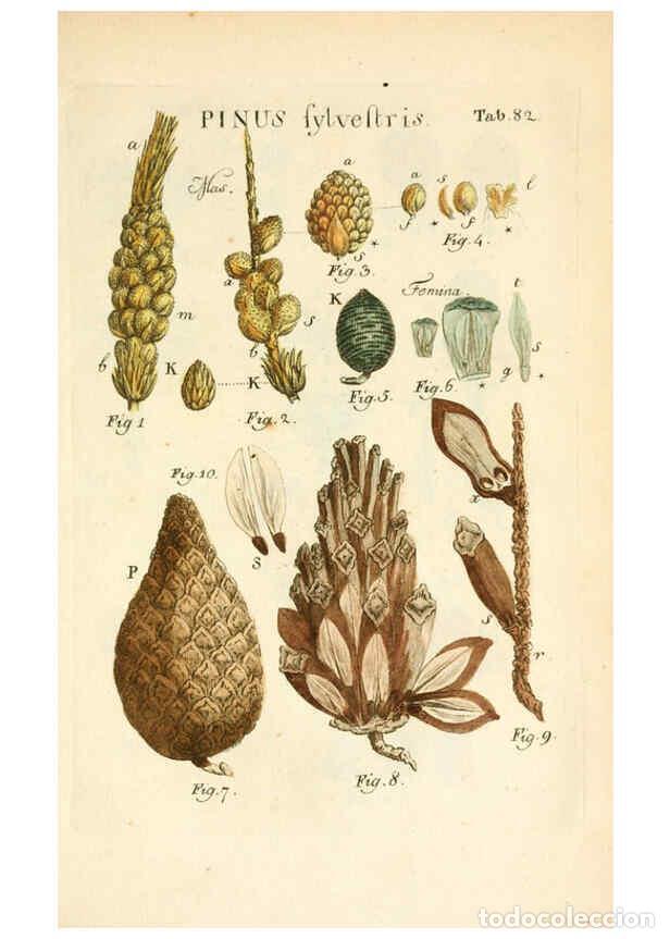 Collezionismo di Riviste e Giornali: Reproducci&oacute;n/Reproduction 6059122493: Illustratio systematis sexualis Linnaeani Francofurti ad Moenu