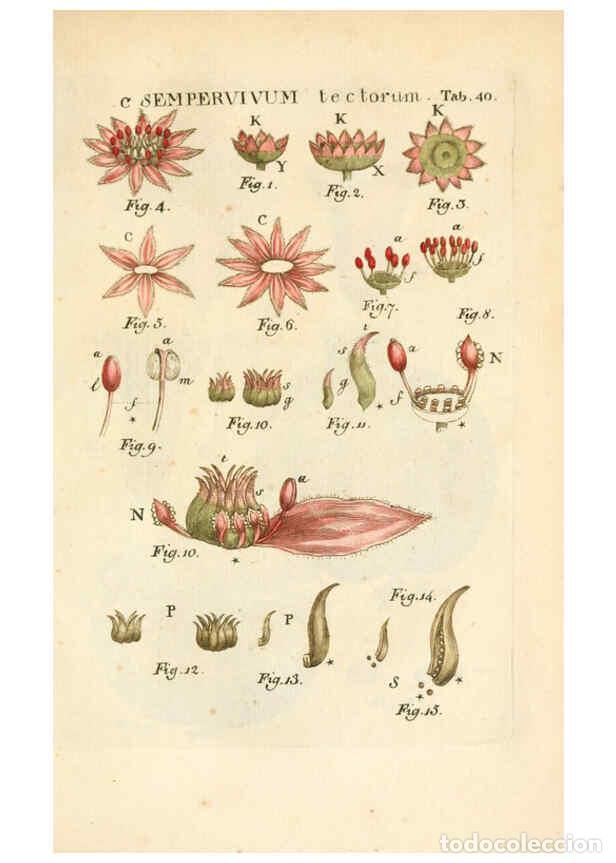 Collezionismo di Riviste e Giornali: Reproducci&oacute;n/Reproduction 6059660786: Illustratio systematis sexualis Linnaeani Francofurti ad Moenu