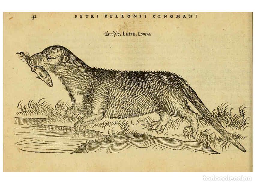 Collezionismo di Riviste e Giornali: Reproducci&oacute;n/Reproduction 6418674135: Petri Bellonii Cenomani De aquatilibus, libri duo cum [epsilon