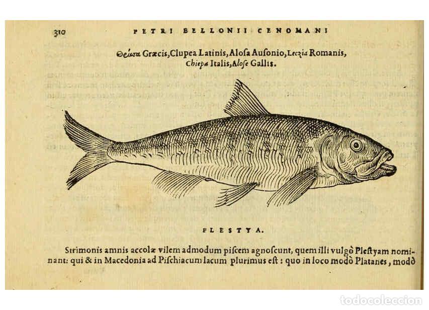 Collezionismo di Riviste e Giornali: Reproducci&oacute;n/Reproduction 6418721663: Petri Bellonii Cenomani De aquatilibus, libri duo cum [epsilon