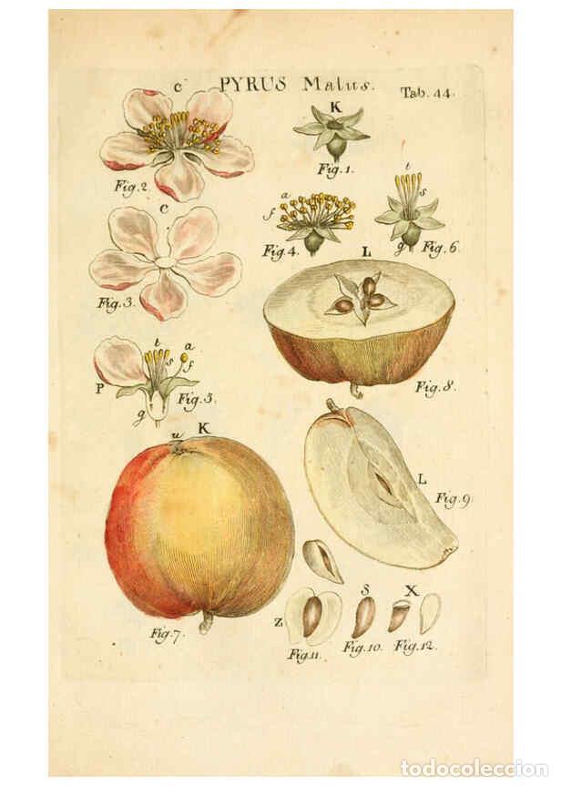 Collezionismo di Riviste e Giornali: Reproducci&oacute;n/Reproduction 6059114343: Illustratio systematis sexualis Linnaeani Francofurti ad Moenu