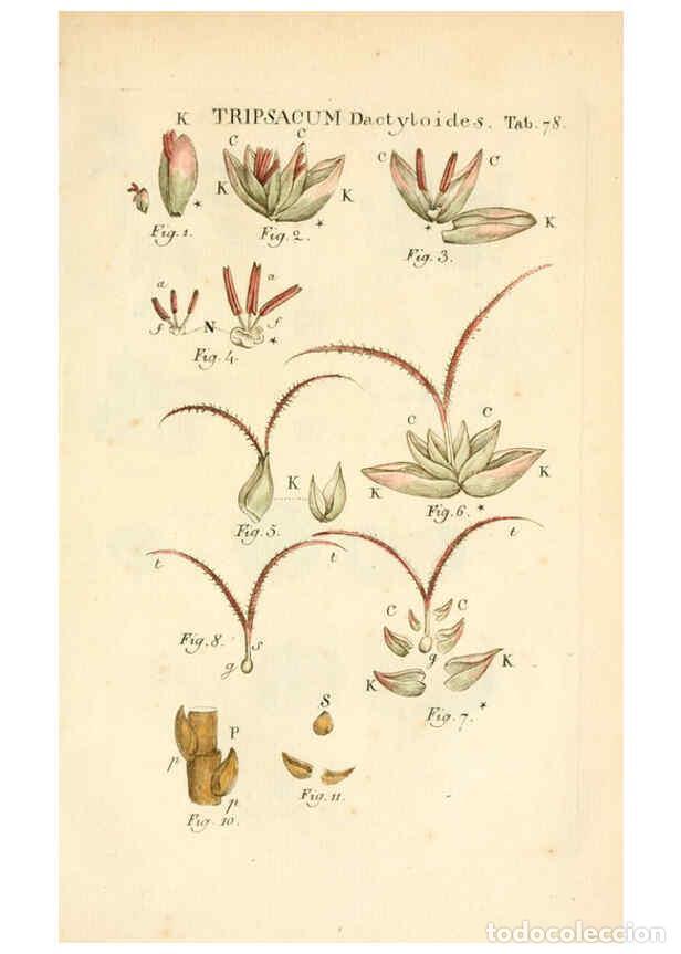 Collezionismo di Riviste e Giornali: Reproducci&oacute;n/Reproduction 6059669156: Illustratio systematis sexualis Linnaeani Francofurti ad Moenu