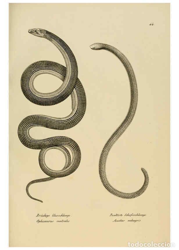 Collezionismo di Riviste e Giornali: Reproducci&oacute;n/Reproduction 6059226771: Naturgeschichte und Abbildungen der Reptilien Schaffhausen :Au