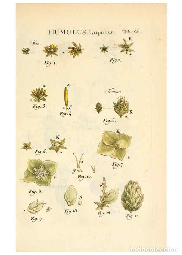 Collezionismo di Riviste e Giornali: Reproducci&oacute;n/Reproduction 6059671438: Illustratio systematis sexualis Linnaeani Francofurti ad Moenu