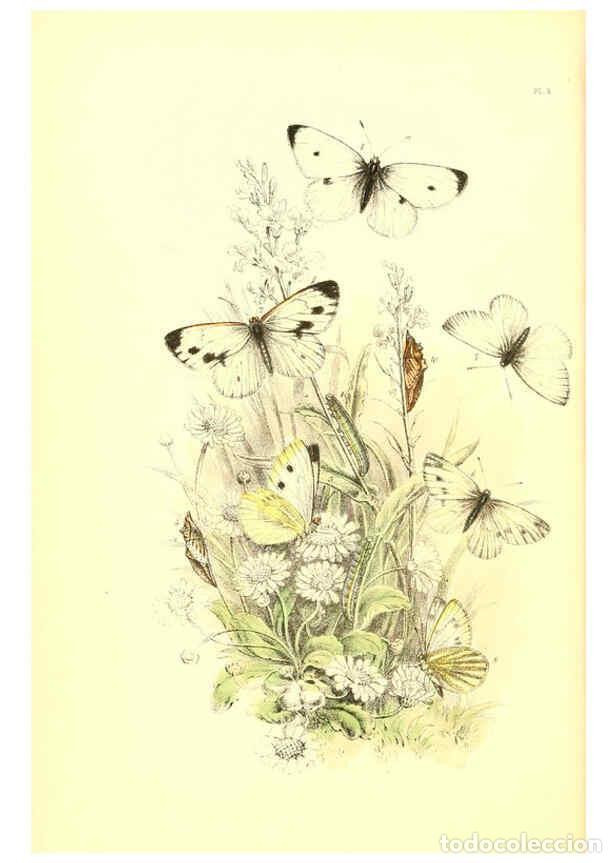 Collezionismo di Riviste e Giornali: Reproducci&oacute;n/Reproduction 6069569270: The genera and species of British butterflies London :T.J. All