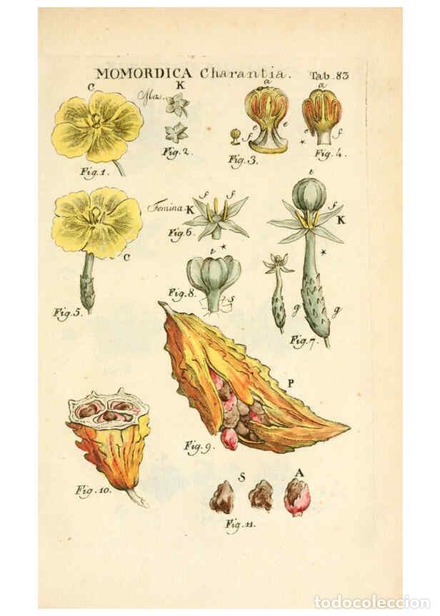 Collezionismo di Riviste e Giornali: Reproducci&oacute;n/Reproduction 6059670274: Illustratio systematis sexualis Linnaeani Francofurti ad Moenu