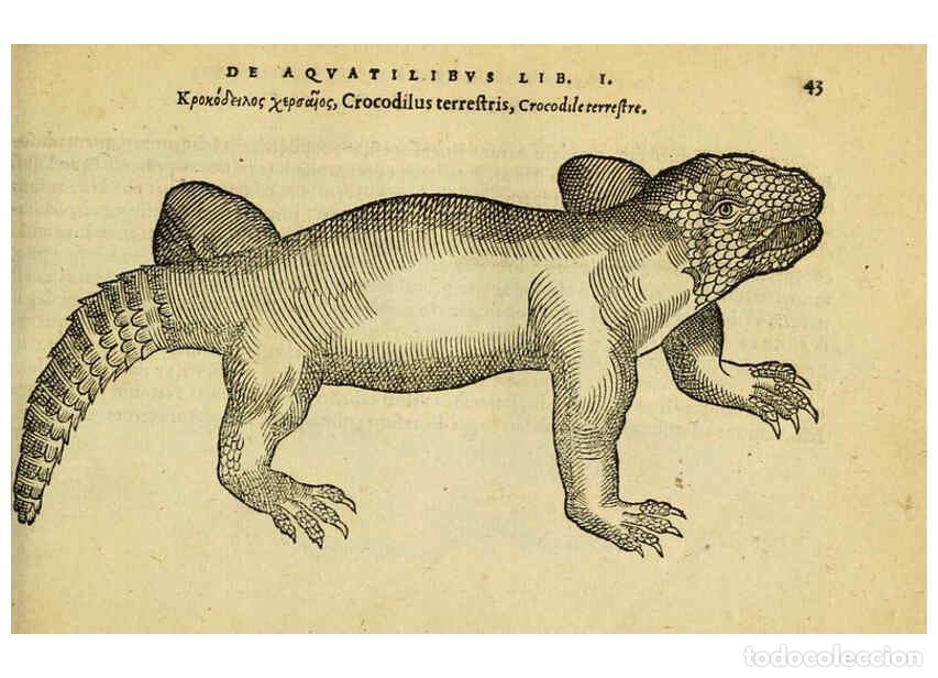 Collezionismo di Riviste e Giornali: Reproducci&oacute;n/Reproduction 6418675893: Petri Bellonii Cenomani De aquatilibus, libri duo cum [epsilon