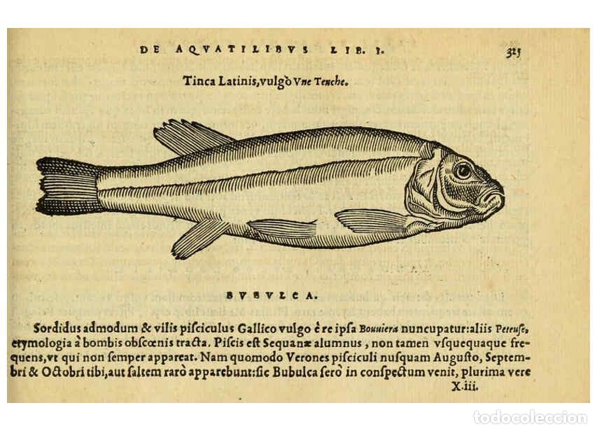 Collezionismo di Riviste e Giornali: Reproducci&oacute;n/Reproduction 6418723245: Petri Bellonii Cenomani De aquatilibus, libri duo cum [epsilon