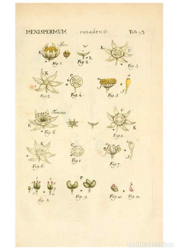 Collezionismo di Riviste e Giornali: Reproducci&oacute;n/Reproduction 6059672402: Illustratio systematis sexualis Linnaeani Francofurti ad Moenu