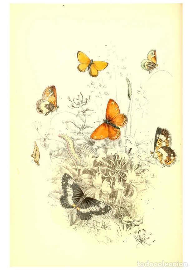 Collezionismo di Riviste e Giornali: Reproducci&oacute;n/Reproduction 6069023533: The genera and species of British butterflies London :T.J. All