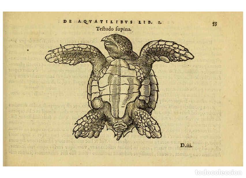 Collezionismo di Riviste e Giornali: Reproducci&oacute;n/Reproduction 6418678035: Petri Bellonii Cenomani De aquatilibus, libri duo cum [epsilon