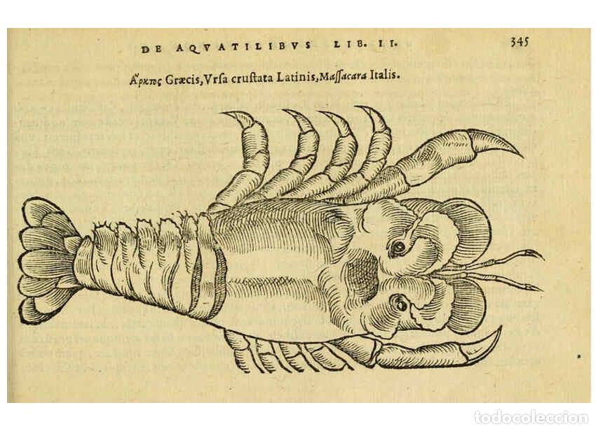 Collezionismo di Riviste e Giornali: Reproducci&oacute;n/Reproduction 6418724891: Petri Bellonii Cenomani De aquatilibus, libri duo cum [epsilon