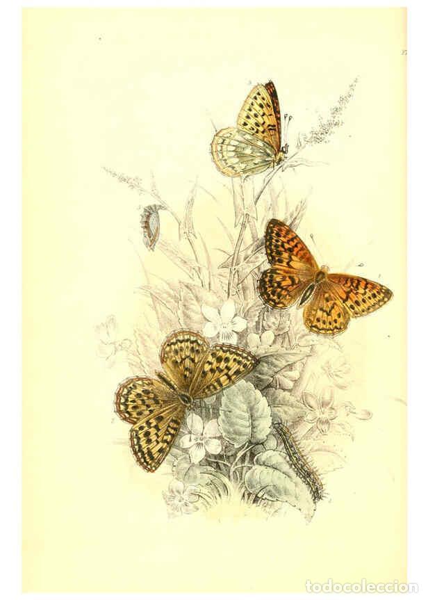 Collezionismo di Riviste e Giornali: Reproducci&oacute;n/Reproduction 6069025275: The genera and species of British butterflies London :T.J. All