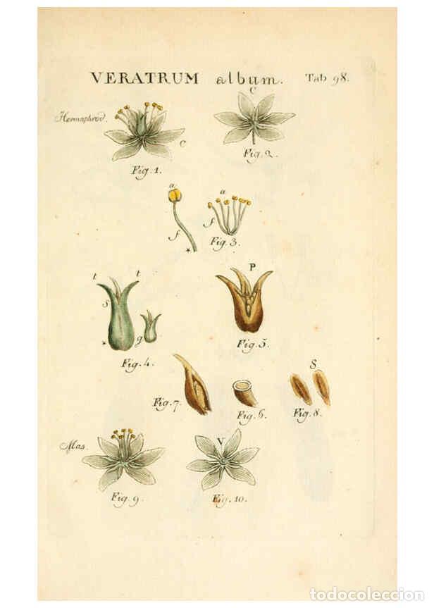 Collezionismo di Riviste e Giornali: Reproducci&oacute;n/Reproduction 6059126013: Illustratio systematis sexualis Linnaeani Francofurti ad Moenu