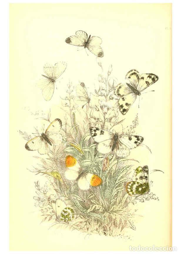 Collezionismo di Riviste e Giornali: Reproducci&oacute;n/Reproduction 6069022007: The genera and species of British butterflies London :T.J. All