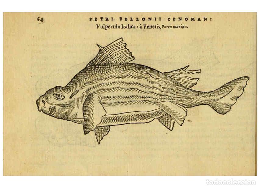 Collezionismo di Riviste e Giornali: Reproducci&oacute;n/Reproduction 6418679635: Petri Bellonii Cenomani De aquatilibus, libri duo cum [epsilon