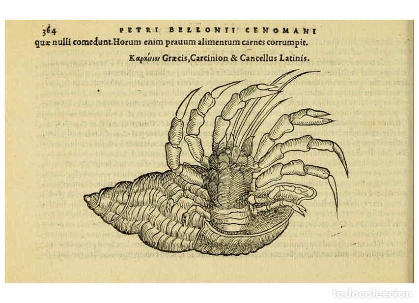 Collezionismo di Riviste e Giornali: Reproducci&oacute;n/Reproduction 6418726485: Petri Bellonii Cenomani De aquatilibus, libri duo cum [epsilon