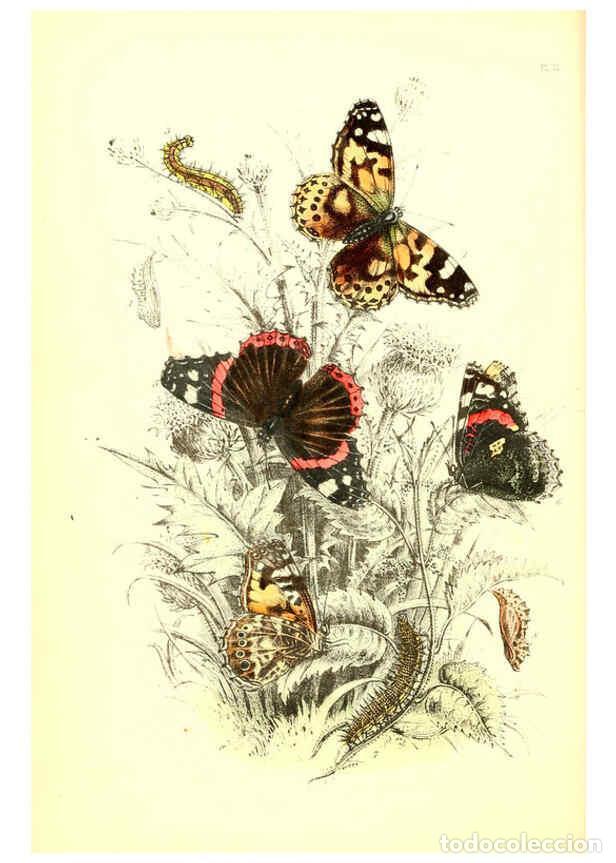 Collezionismo di Riviste e Giornali: Reproducci&oacute;n/Reproduction 6069024093: The genera and species of British butterflies London :T.J. All