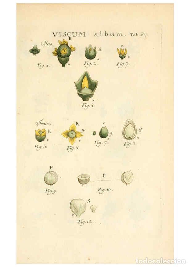 Collezionismo di Riviste e Giornali: Reproducci&oacute;n/Reproduction 6059671272: Illustratio systematis sexualis Linnaeani Francofurti ad Moenu