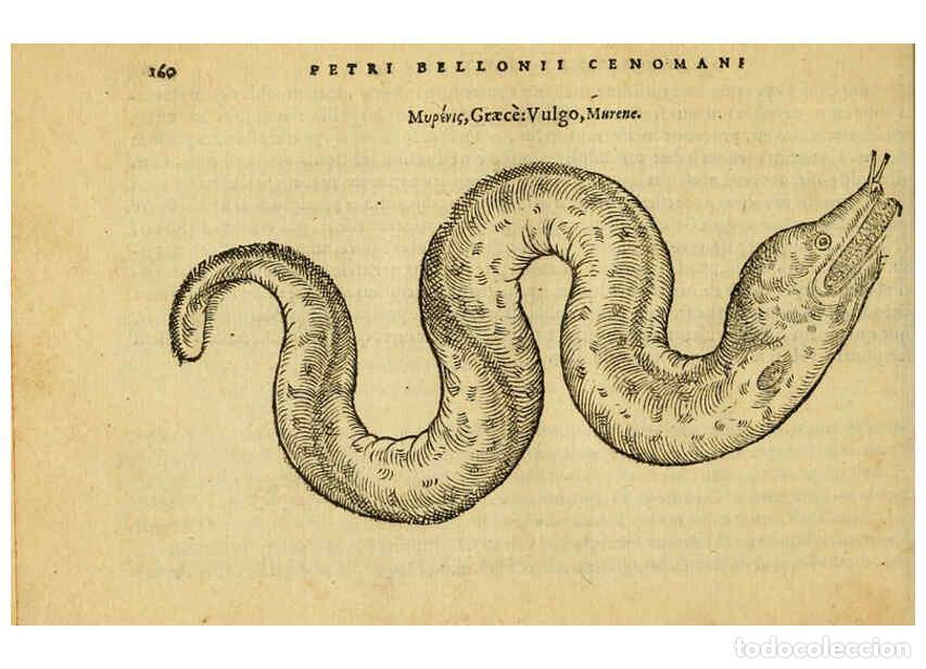 Collezionismo di Riviste e Giornali: Reproducci&oacute;n/Reproduction 6418697495: Petri Bellonii Cenomani De aquatilibus, libri duo cum [epsilon