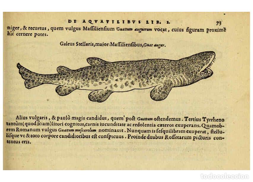 Collezionismo di Riviste e Giornali: Reproducci&oacute;n/Reproduction 6418682391: Petri Bellonii Cenomani De aquatilibus, libri duo cum [epsilon