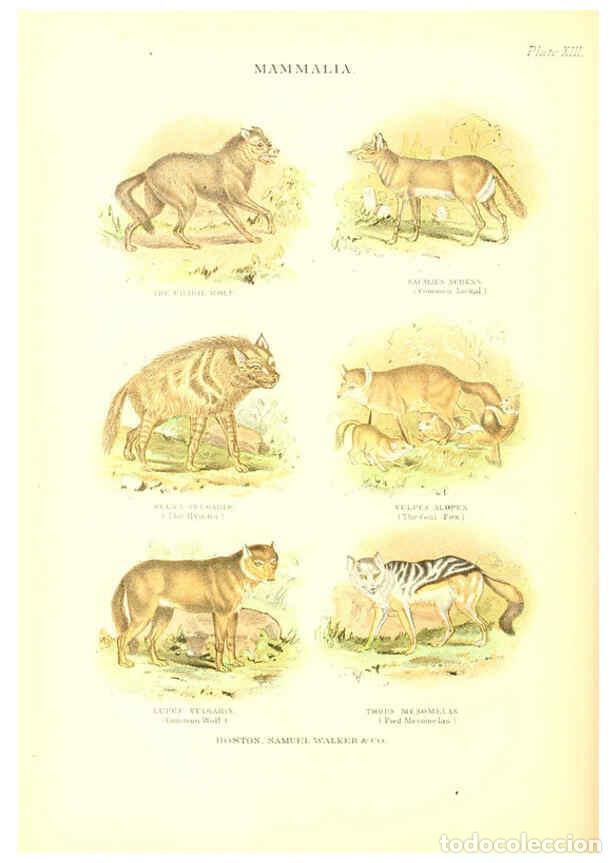 Collezionismo di Riviste e Giornali: Reproducci&oacute;n/Reproduction 6069515814: The living world. v.1. Boston :Samuel Walker & Co.,1868-1870,