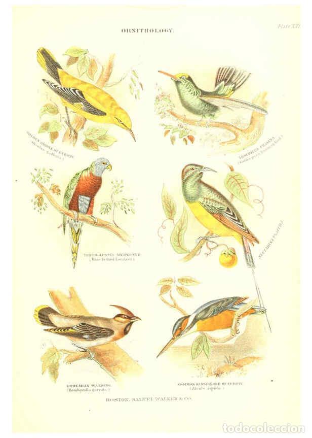 Collezionismo di Riviste e Giornali: Reproducci&oacute;n/Reproduction 6069519826: The living world. v.1. Boston :Samuel Walker & Co.,1868-1870,