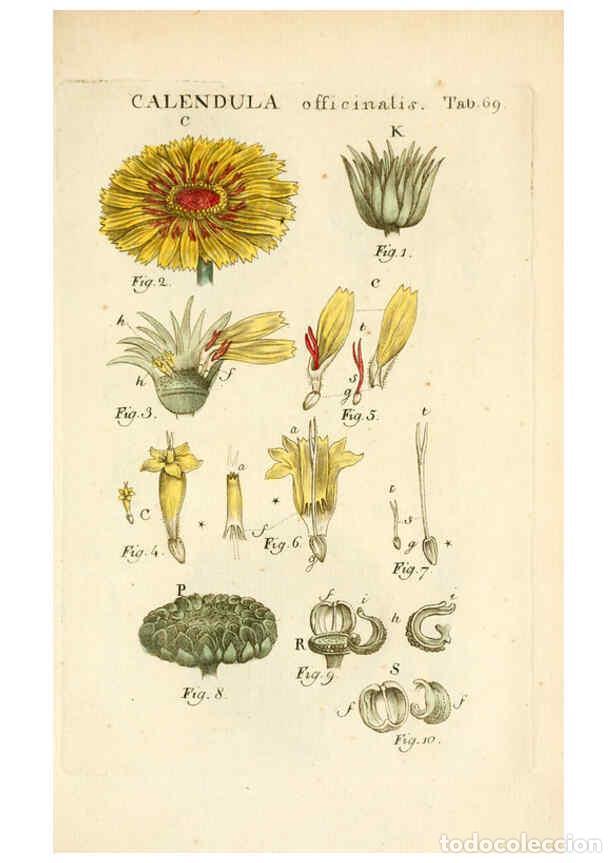 Collezionismo di Riviste e Giornali: Reproducci&oacute;n/Reproduction 6059667456: Illustratio systematis sexualis Linnaeani Francofurti ad Moenu