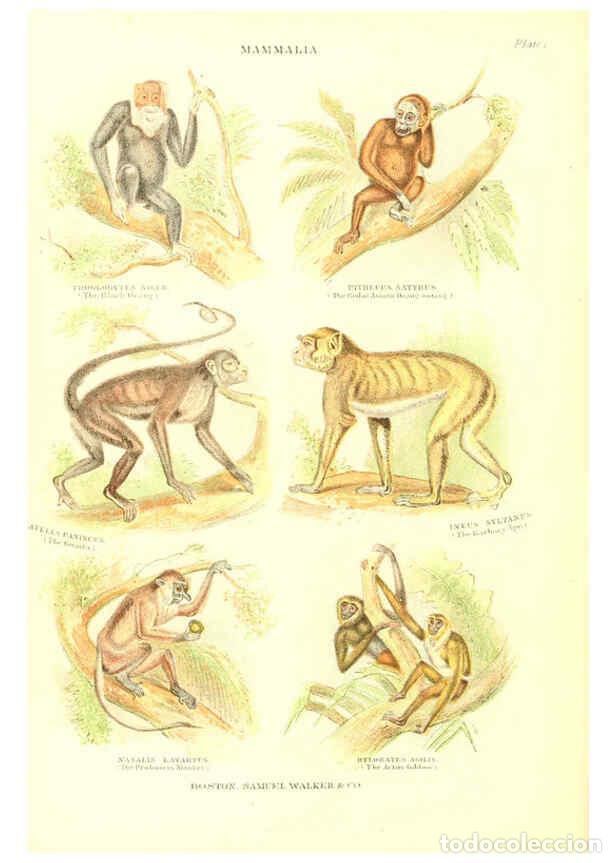 Collezionismo di Riviste e Giornali: Reproducci&oacute;n/Reproduction 6069514668: The living world. v.1. Boston :Samuel Walker & Co.,1868-1870,